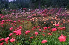 Rose-Test-Garden-Portland