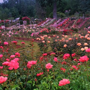 Rose-Test-Garden-Portland