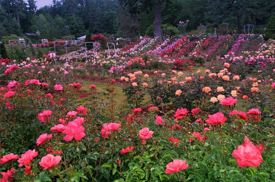 The International Rose Test Garden Places to See in Oregon