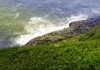 oregon-sea-lions