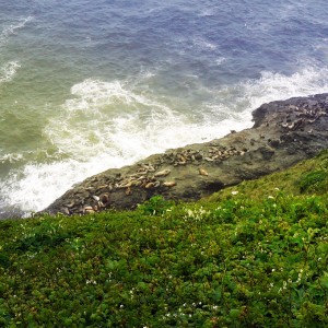 oregon-sea-lions