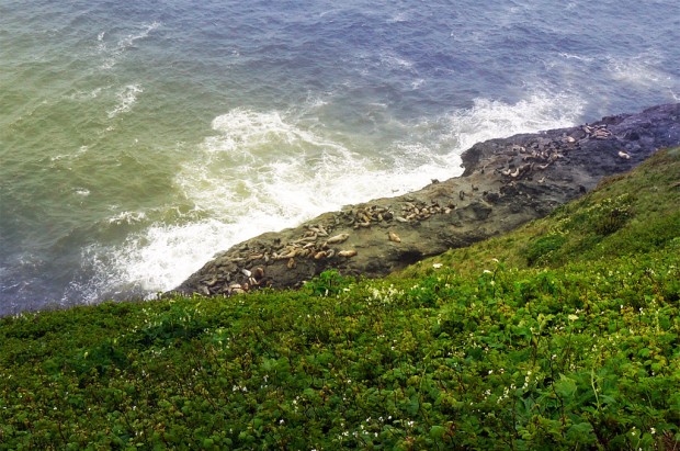 oregon-sea-lions